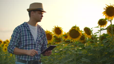 A-man-walks-across-a-field-with-large-sunflowers-and-writes-information-about-it-in-his-electronic-tablet.